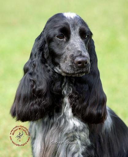 Cocker Spaniel 9R032D-001.JPG